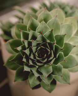 Close-up of succulent plant