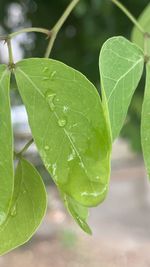 Close-up of wet leaves