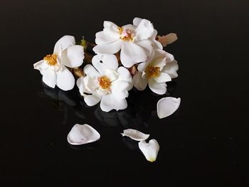Close-up of white flowering plant against black background