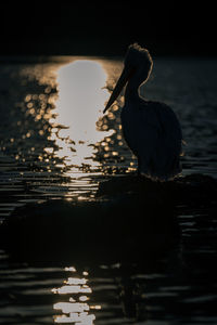 Close-up of bird in lake