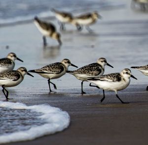 Seagulls on beach