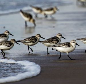 Seagulls on beach