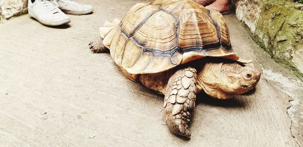 High angle view of shells on rock