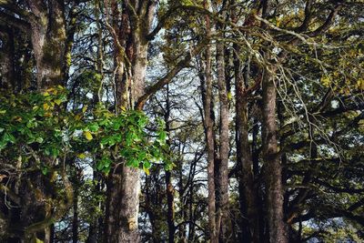 Low angle view of bamboo trees in forest