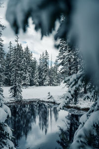 Trees on snow covered land against sky