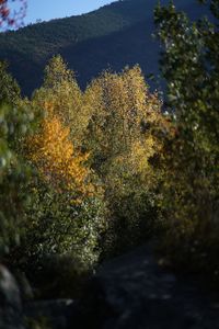 Close-up of plants against trees