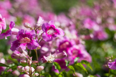 Close-up of pink flowering plant