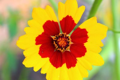 Close-up of calliopsis wildflower