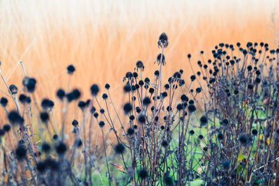 plant