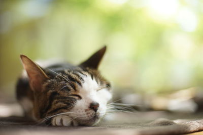 A old tabby cat napping against the background of fresh green