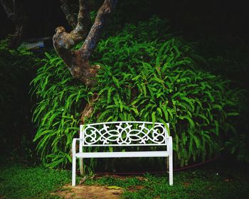 Empty bench in garden