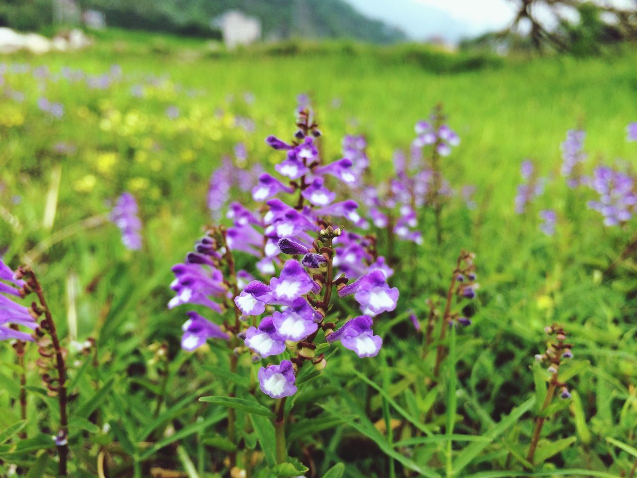 flower, freshness, growth, purple, fragility, beauty in nature, field, focus on foreground, blooming, nature, plant, petal, in bloom, flower head, stem, close-up, selective focus, green color, wildflower, day