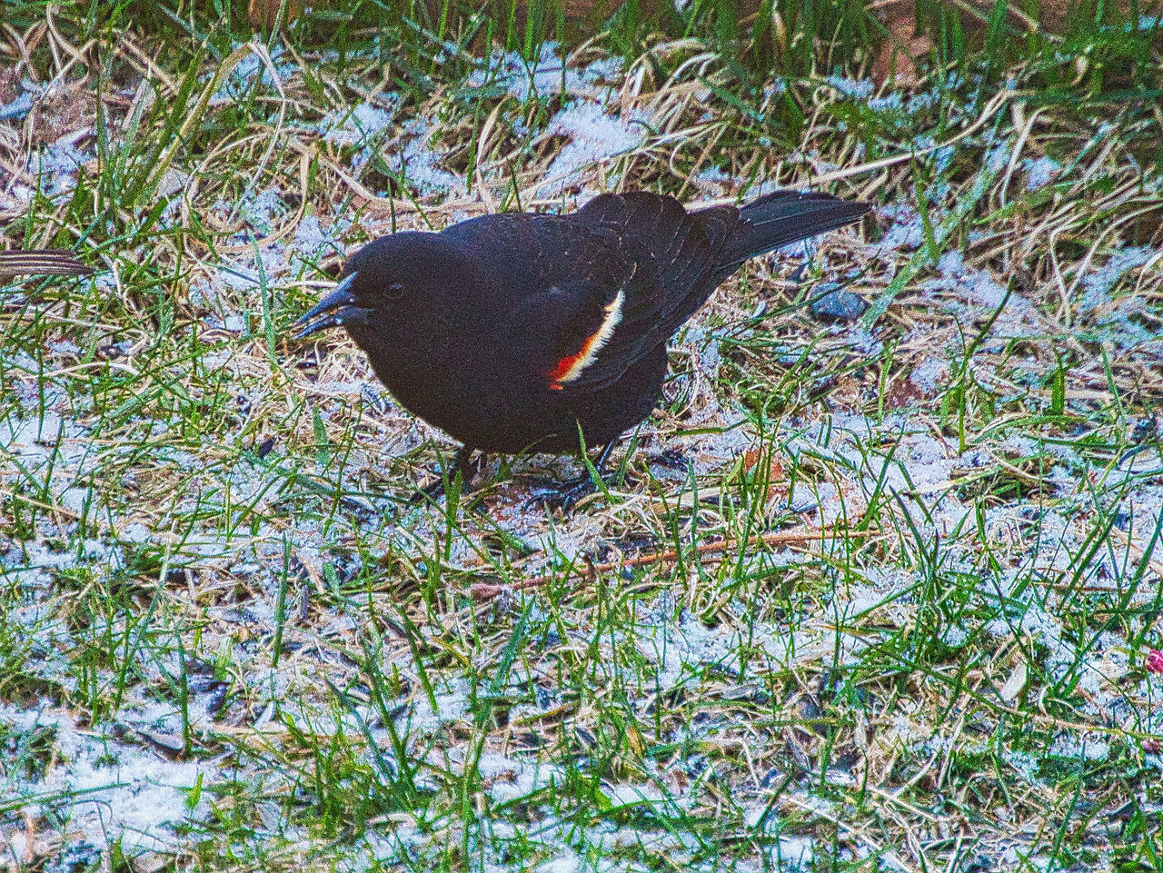 SIDE VIEW OF A BIRD IN WATER