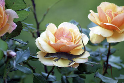 Close-up of flowers blooming outdoors
