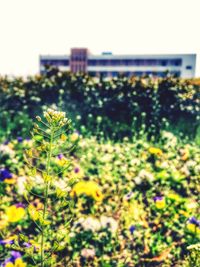 Close-up of flowers blooming in field