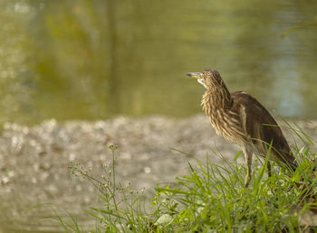 Side view of a bird on field