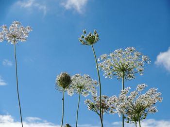 Low angle view of flowering plant against blue sky