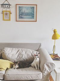 Cat relaxing on sofa at home