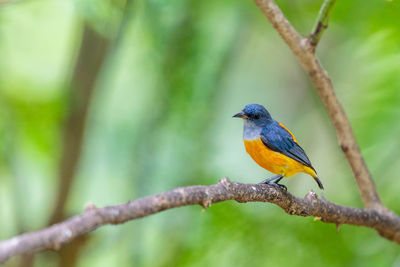 Bird perching on branch