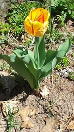 Close-up of yellow flowers