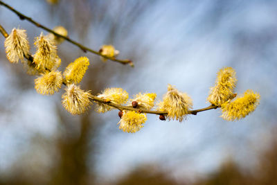 Close-up of yellow flowering plant against blurred background