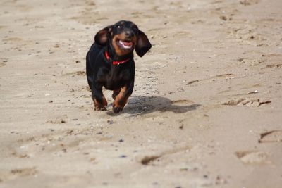 Dog running on beach