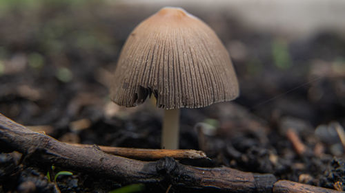 Close-up of mushroom growing on field