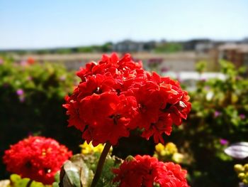 Close-up of red flowers against sky