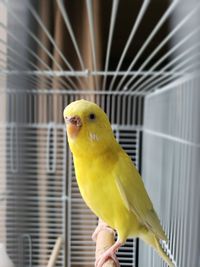 Close-up of parrot in cage