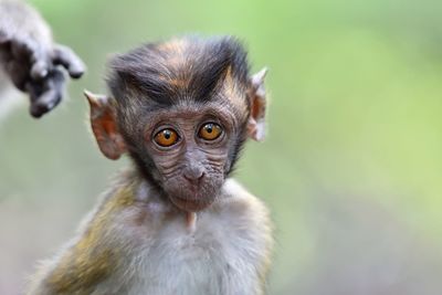 A baby monkey portraiture