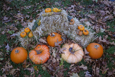 Preparation for halloween, pumpkins on wet grass whit autumn fallen leaves