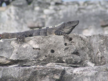 Close-up of lizard on rock