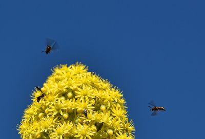 Bird flying against blue sky