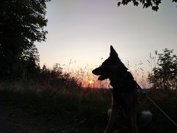 Dog looking away on field during sunset