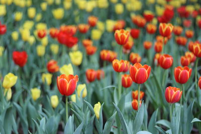 Close-up of red tulips in field