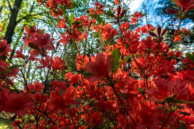 Blossoming tree