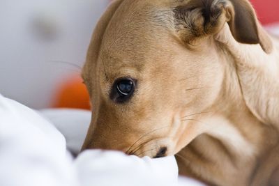 Close-up of dog resting on bed