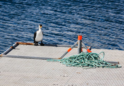 Seagull perching on fishing boat in sea