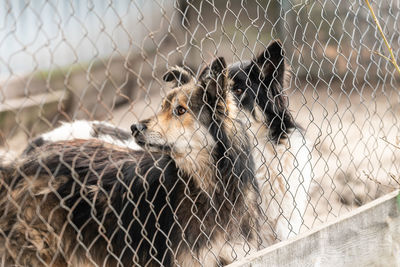 View of dog in zoo