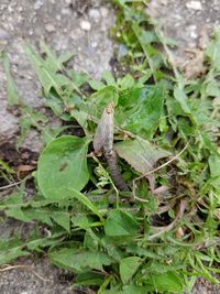 High angle view of insect on leaf