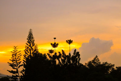 Low angle view of silhouette trees against orange sky