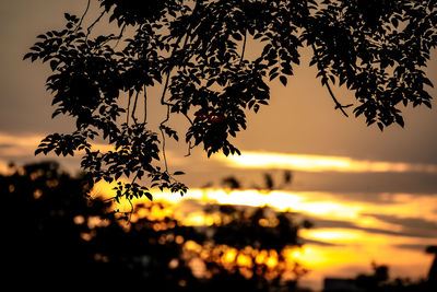 Close-up of silhouette tree against sky during sunset