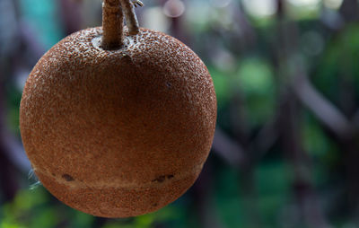 Close-up of fresh fruits hanging from tree