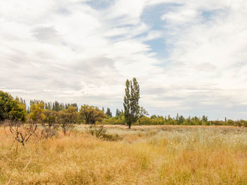 Scenic view of field against sky