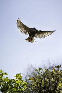 Low angle view of eagle flying against clear sky