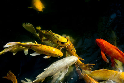 Close-up of koi carps swimming in sea