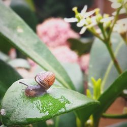 Close-up of snail on leaf