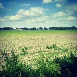 Scenic view of agricultural field against sky