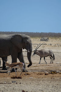 African animals