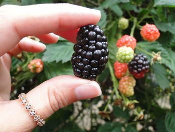 Close-up of hand holding strawberries